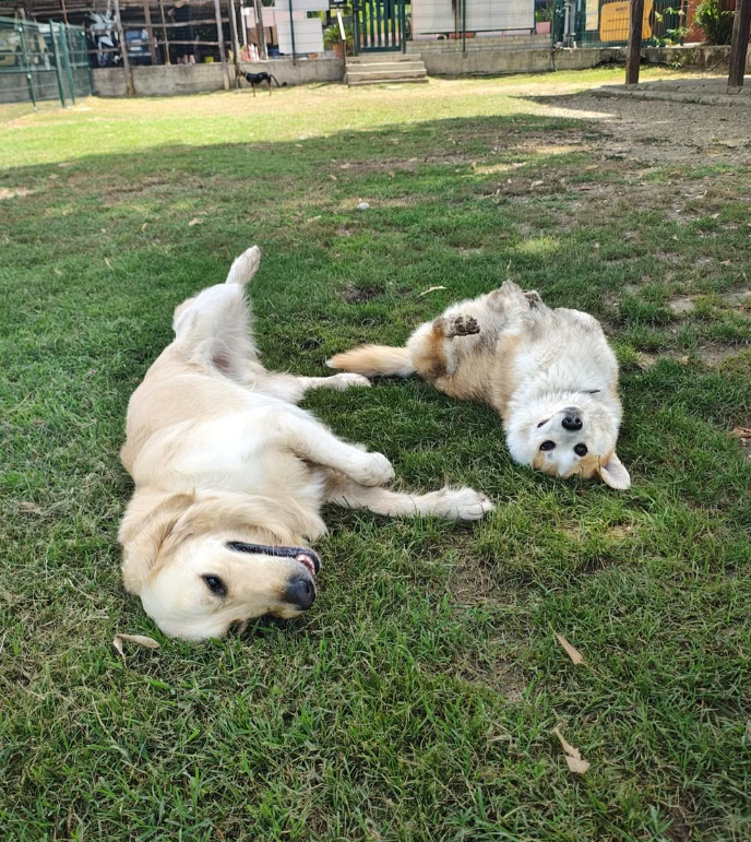 Due cani giocano nel giardino dell'asilo