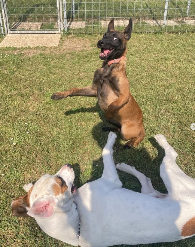 Un cane riceve un premio dall'educatrice