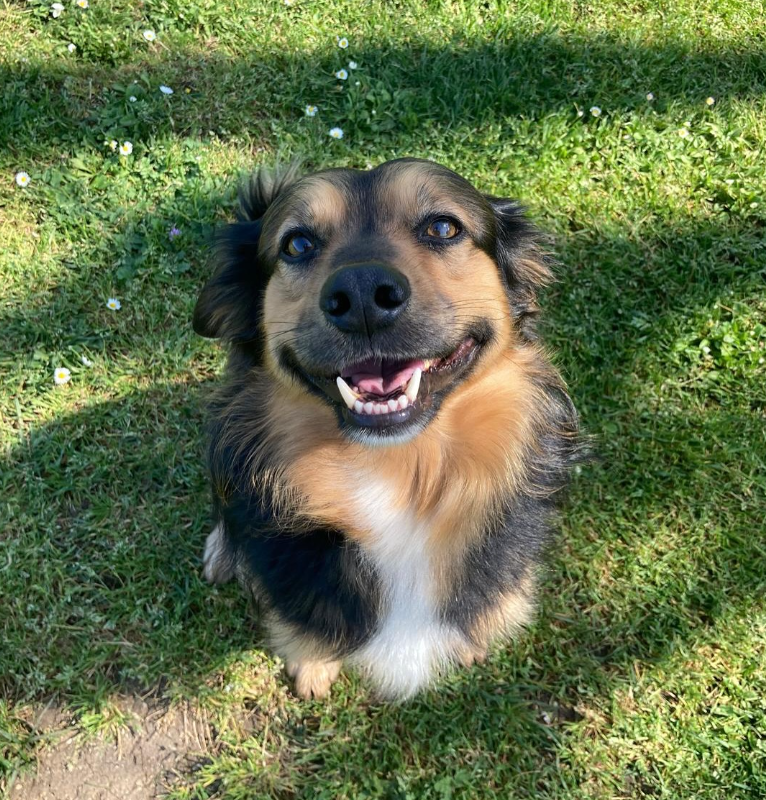 Due cani si conoscono al parco
