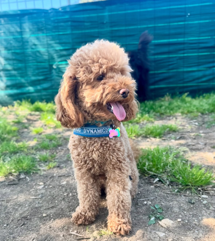 Un cane gioca con una corda in giardino